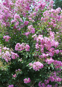 Lagerstroemia indica 'Dwarf Pink'